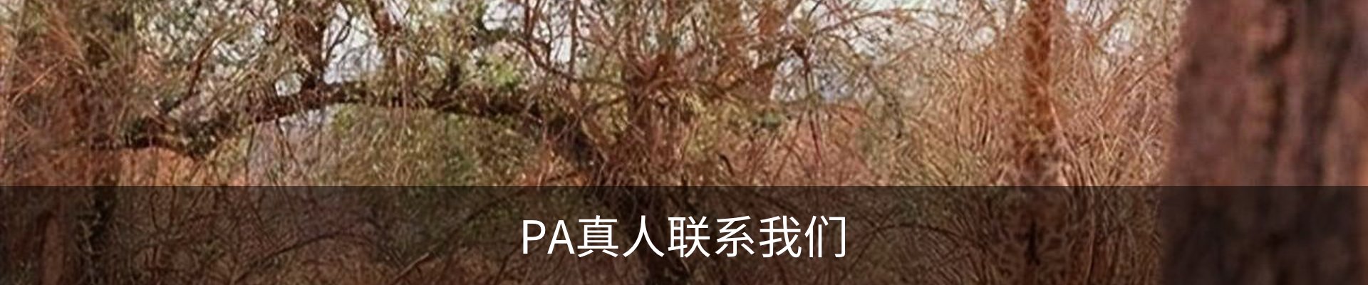 PA真人联系我们